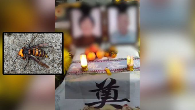 河南有一对老夫妇因被虎头蜂螫伤死亡。影片截图