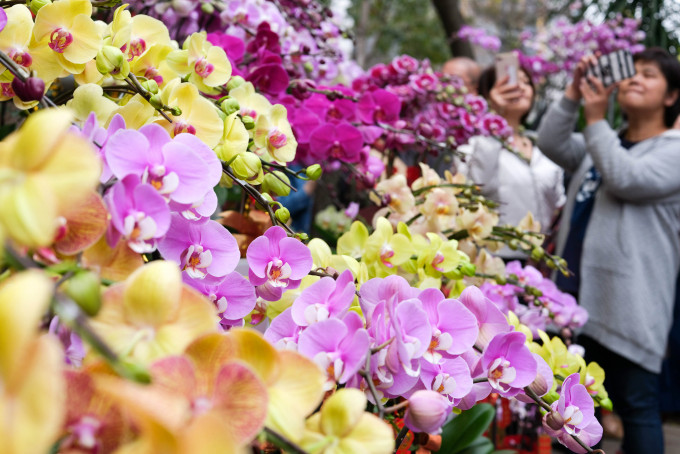 HKTVmall及日本城會協助全港花農售出年花。資料圖片
