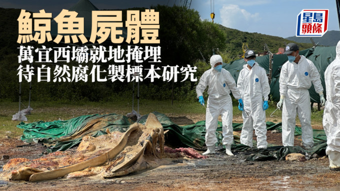 西贡鲸鱼｜鲸鱼尸体万宜西坝就地掩埋 待自然腐化制标本研究