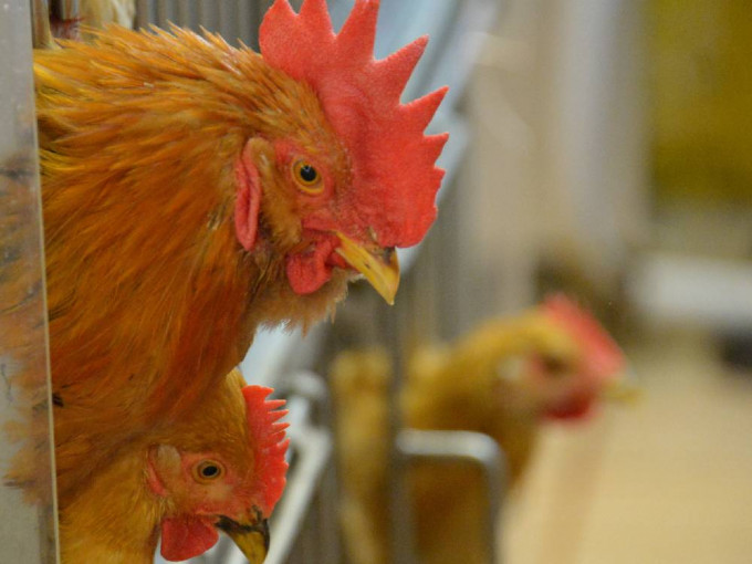 韩国、挪威、荷兰、波兰和日本部分地区禽肉及禽类产品暂停进口。资料图片