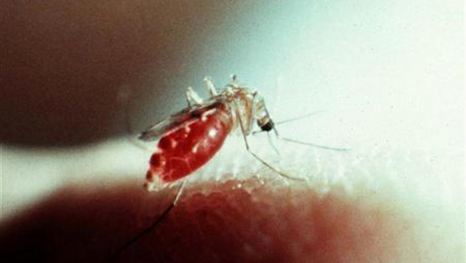 瘧疾是由感染瘧原蟲之瘧蚊叮咬人類而傳染的疾病。 路透社