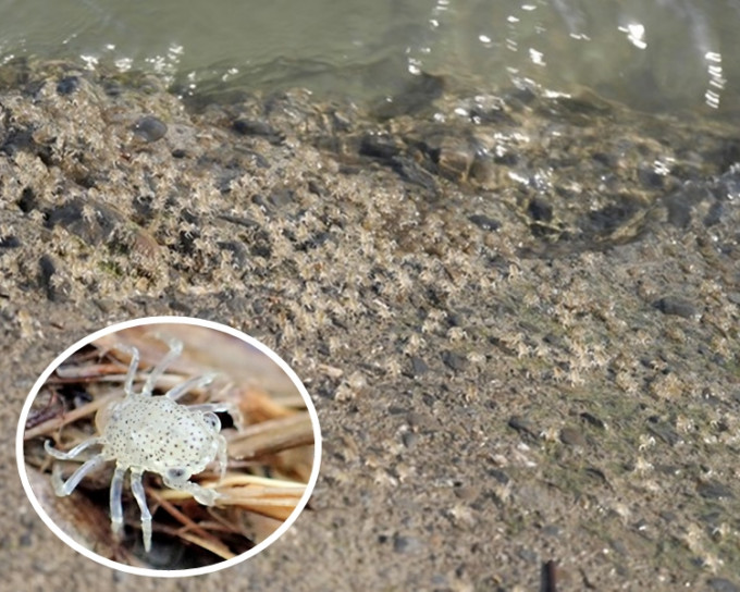 超过10万只「字纹弓蟹」幼蟹，从大海回到陆地。网图