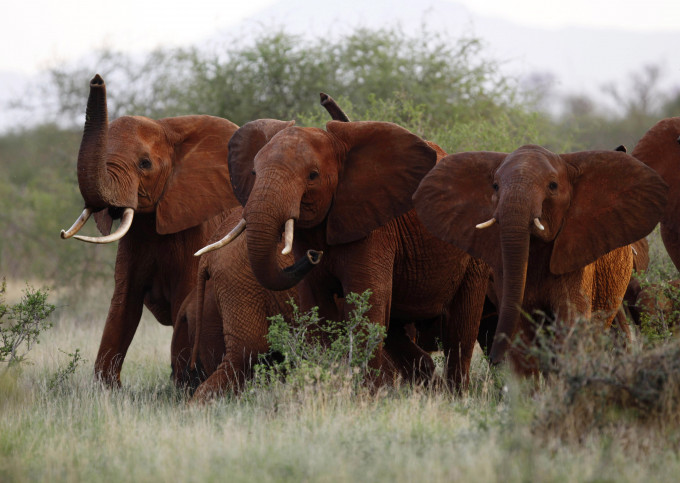非洲稀樹草原大象數量在2007年到2014年間大幅減少三成。AP