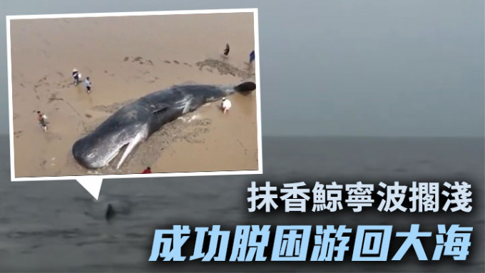 周二在寧波海岸擱淺的抹香鯨今天清晨脫困游回大海。網上影片截圖