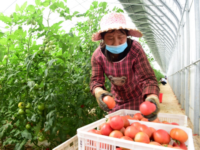 李克強指確保實現脫貧攻堅目標，促進農業豐收農民增收。新華社圖片