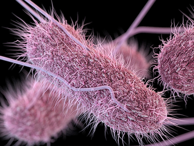 美国23州现沙门氏菌疫情。(网图)
