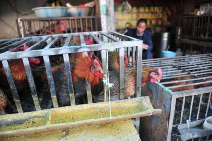 家禽接種疫苗有效減少了活禽市場和養殖場中H7N9病毒的傳播。