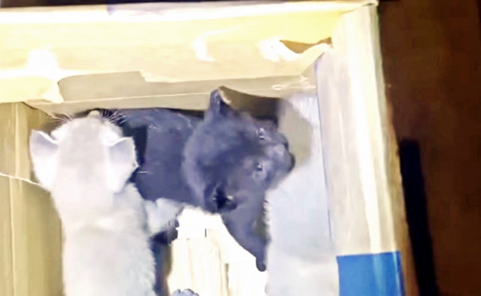 4隻幼貓疑乘新加坡貨機「偷渡」抵港。網上片段截圖
