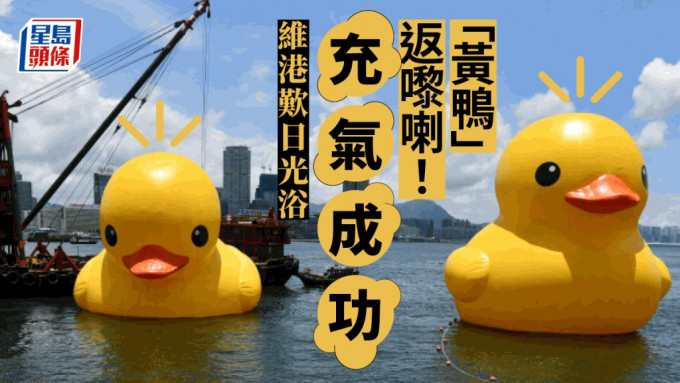 两只黄鸭重新于维港展出。卢江球摄
