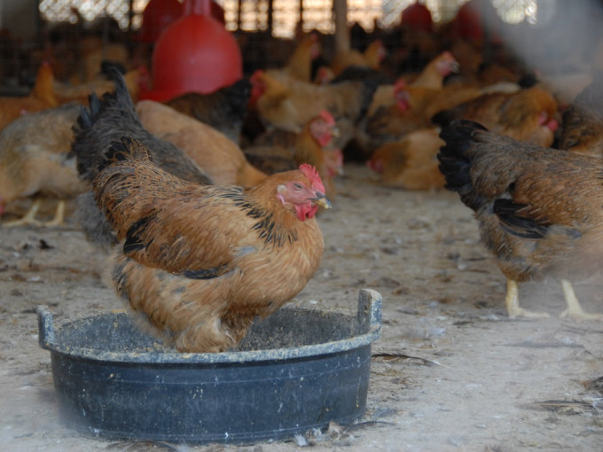 食安中心宣布暫停進口德國及波蘭部分地區禽類產品。資料圖片