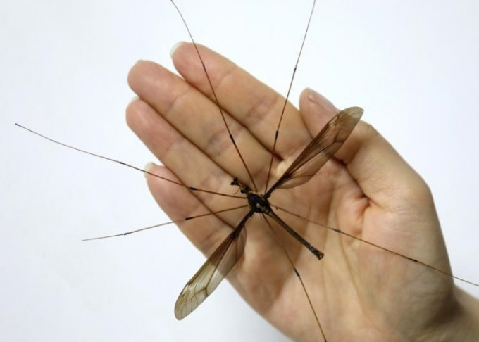 成都華希昆蟲博物館發現了一個隻帝王蚊子，翅膀展開達到11.15厘米。（圖為蚊子標本）（網圖）
