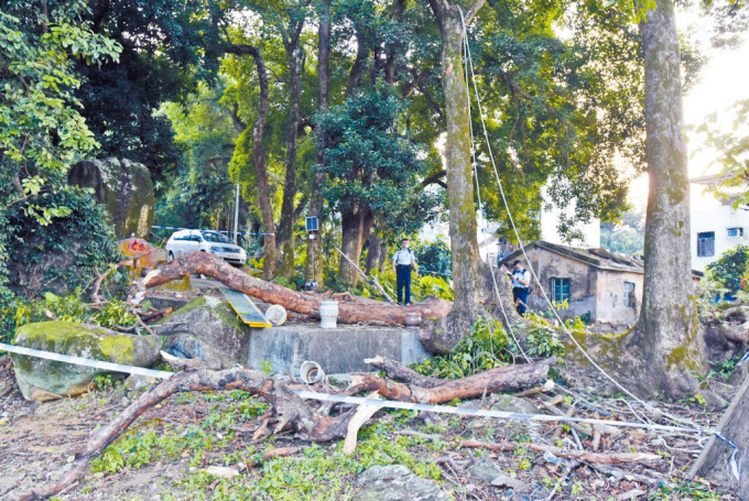 大埔梧桐寨村六旬村民，遭树干击中头部重创不治现场。