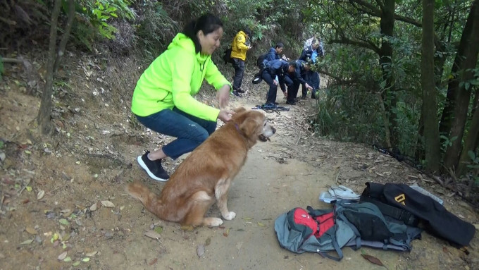 阿Tom乐极生悲，滚下3米山坡后终获救。绿衣是女主人。