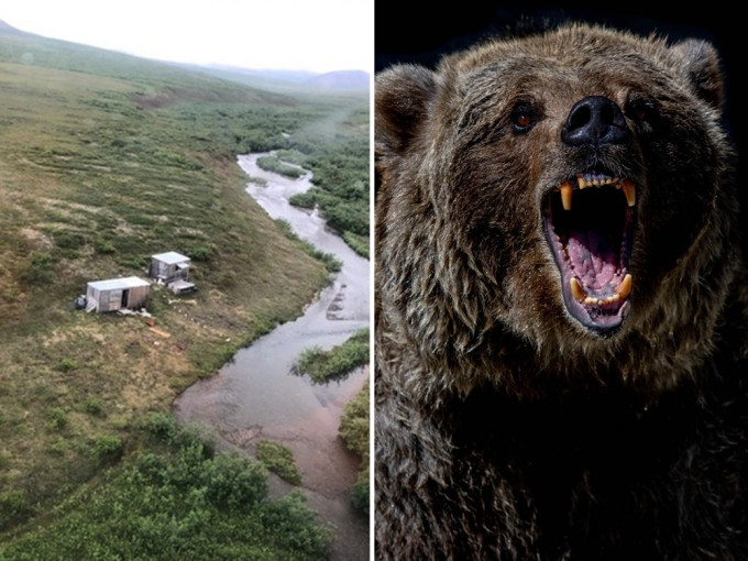 阿拉斯加一名男子被同一只灰熊(右，unsplash示意图)袭击连续一周后方获救出。