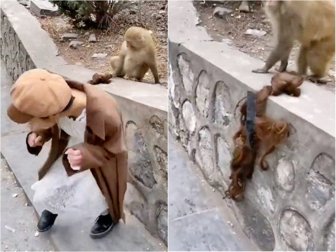 河南女游客被猴子意外扯下假发。网图