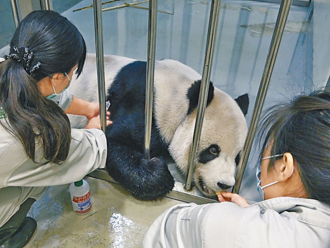 台北兽医帮「团团」打针。