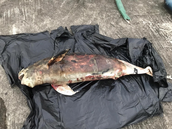 江豚屍體擱淺。香港海洋公園保育基金圖片