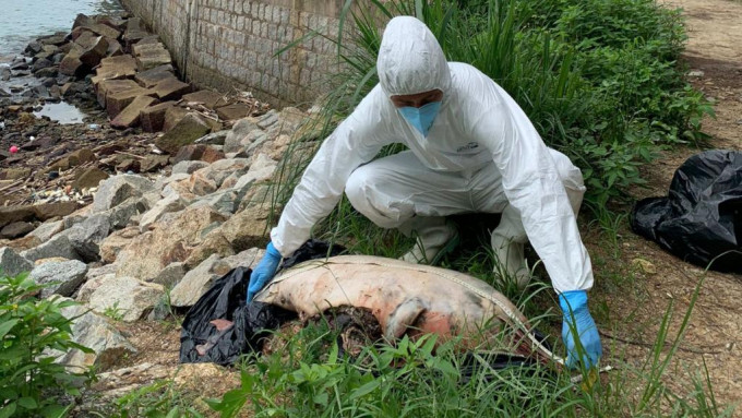 海豚屍體已嚴重腐爛。圖:香港海洋公園保育基金