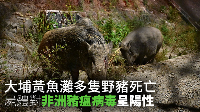 香港多區有野豬出沒。資料圖片