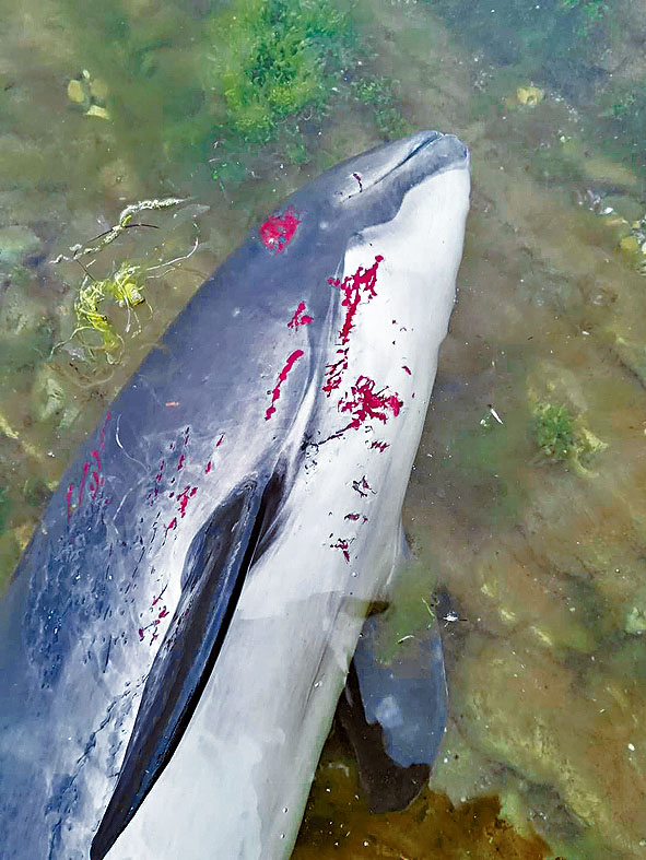 在黑海沿岸發現的海豚屍體。