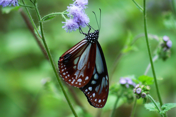 大绢斑蝶。绿色力量