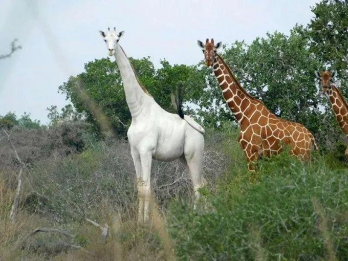 生活在肯尼亚东北部加里萨县的稀有白色长颈鹿。网图