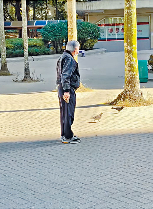 白发老翁手持石块准备掟鸽。