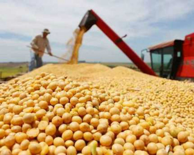 報道指中國已暫停進一步購買美國大豆。