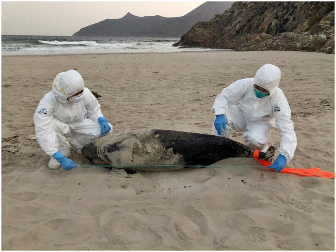 在西贡咸田湾发现的雄性江豚尸体。