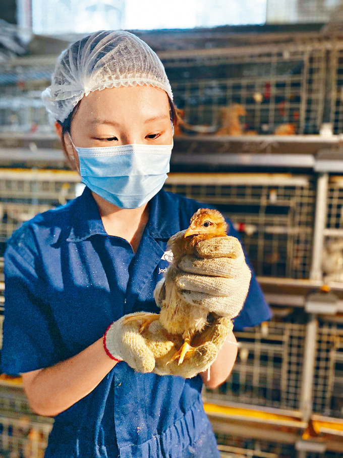 一八年文凭试「状元」陈晓汶弃港大医科选城大兽医，过去一年获得不少实习机会，例如到鸡场为鸡只接种疫苗、到罗湖骑术会照顾马匹等。