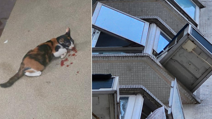 柴湾家猫7楼堕地受伤吐血 街坊怒斥猫主「有无搞错」