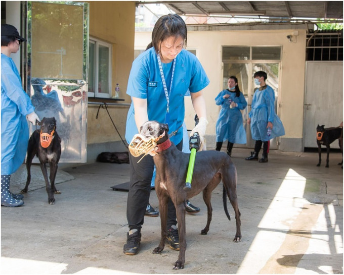 澳门民政总署兽医之前为格力犬进行检查。