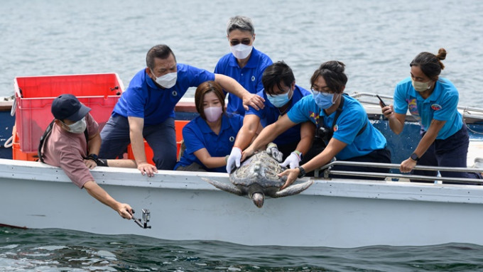渔护署今天将3只早前获救的绿海龟放流回大海。政府新闻处图片