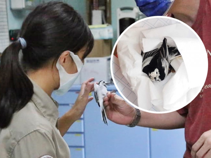 受伤的白鶺令是在去年10月30日，被市民发现在元朗锦綉花园附近遭老鼠胶黏住。「嘉道理农场暨植物园」FB图片