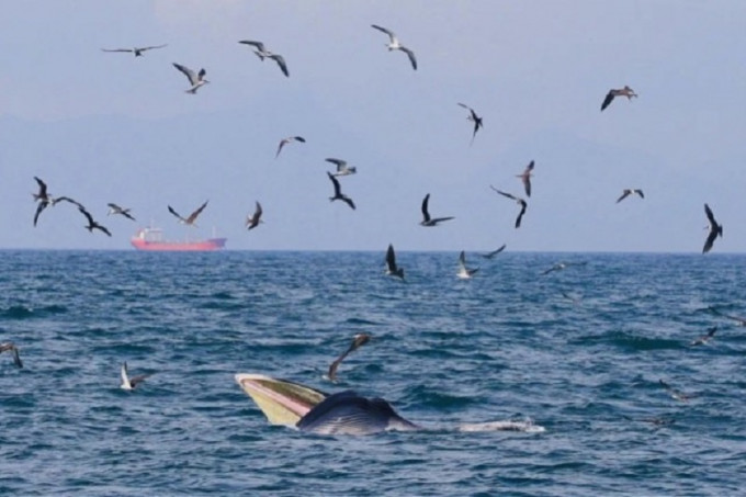 时隔16年再次有小布氏鲸去到深圳大鹏湾。网上图片