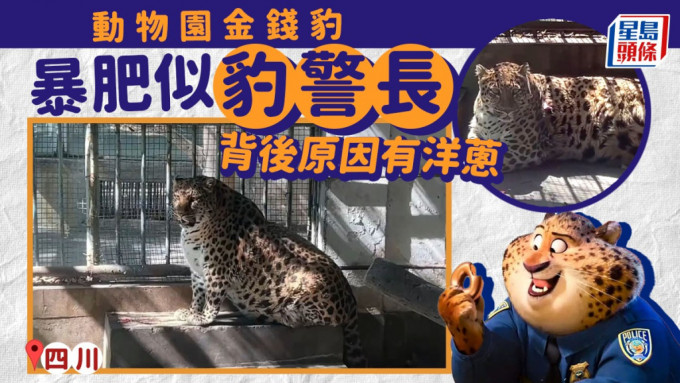 四川攀枝花动物园一只金钱豹，被网民形容胖得如《优兽大都会》的「豹警长」。(互联网/香港海洋公园)