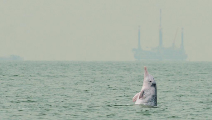 高速船停航南大屿水域后，中华白海豚出没率明显回升。 资料图片
