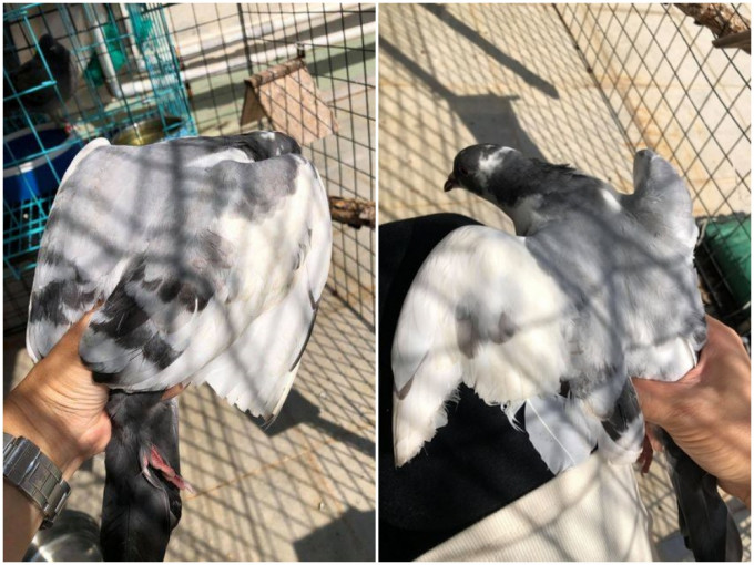 有野鴿被人剪去兩翼。香港動物報FB圖片