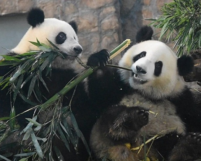 秦岭大熊猫野外种群密度全国最高。网图