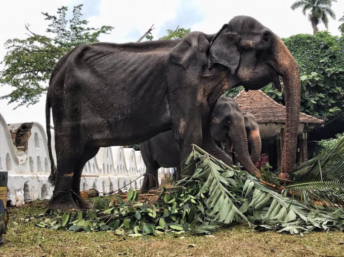 70歲的大象Tikiiri骨瘦如柴。 Save Elephant Foundation圖