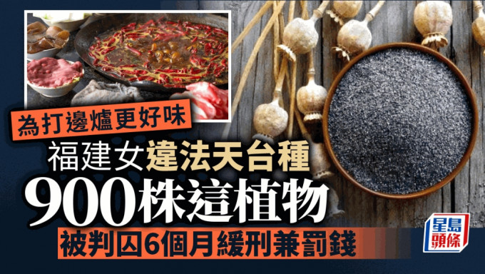 福建有女子为了吃火锅更美味，在家中天台违法种900株罂粟被缓刑。