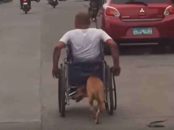 残疾男子获忠犬帮忙推轮椅，影片广传网络。（网图）
