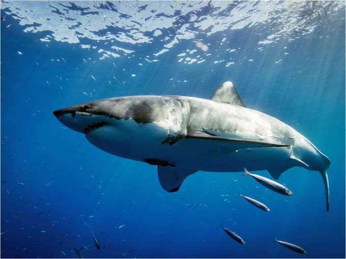 美国加州近日出现用鲨鱼肝脏天然油所合成的疫苗，引起生态组织关注鲨鱼。网图