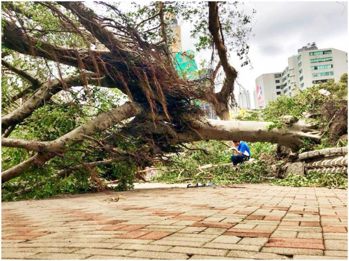 「山竹」袭港期间多处塌树。资料图片