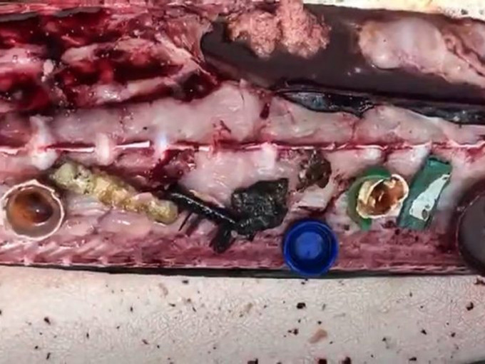 鱼类进食时会误吞塑胶垃圾，塑胶垃圾会阻塞它们的肠道。