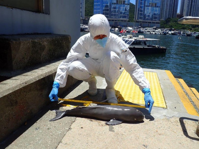 该初生江豚尸体中度腐烂。图：香港海洋公园保育基金