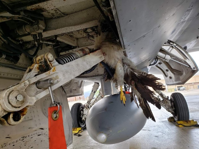 該戰機的底部被一隻類似鶻的雀鳥撞擊。  網上圖片