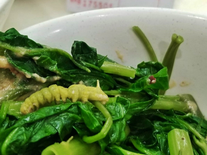 網民日前到灣仔一家雲吞麵店用膳，在一碗通菜中竟見到一條完整的毛蟲。「中伏飲食報料區」FB圖片