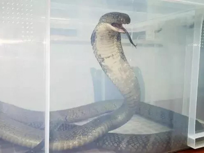 被捕獲的眼鏡王蛇長達4米。互聯網圖片