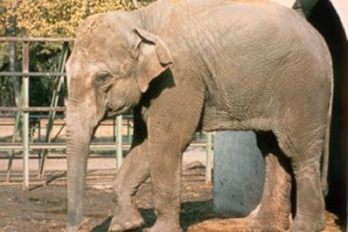 西班牙被稱為「世界上最悲傷的大象」獨囚43年後死。網上圖片